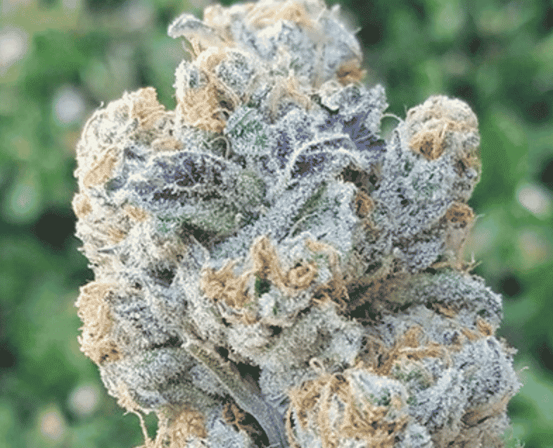 In House Genetics - Slurricane