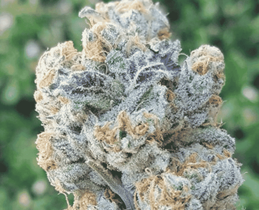 In House Genetics - Slurricane