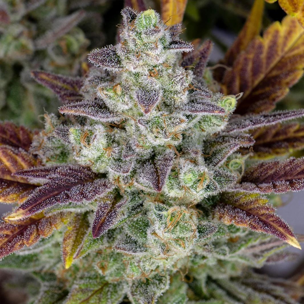 42 Fast Buds - Gorilla Cookies Auto