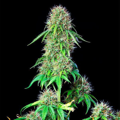 Royal Queen - Royal CBG Auto