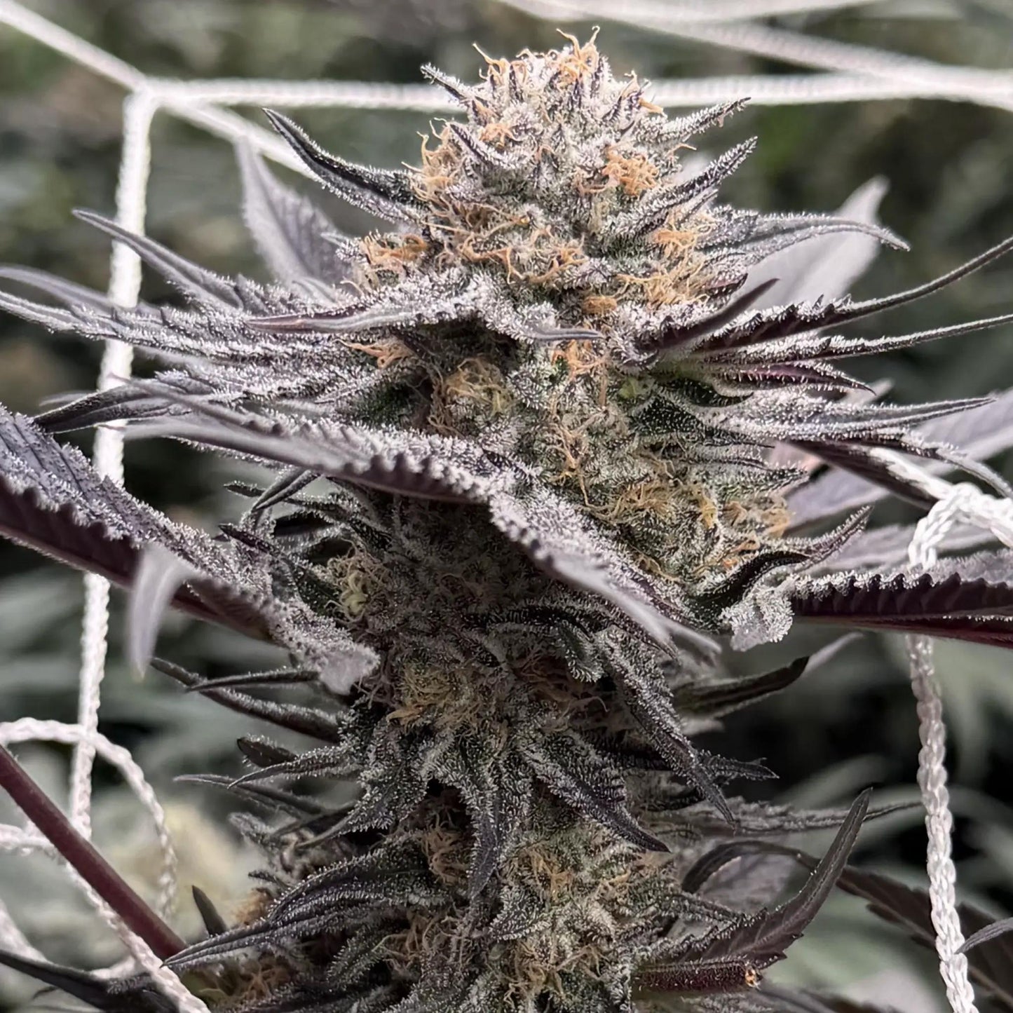 In House Genetics - Midnight fizz