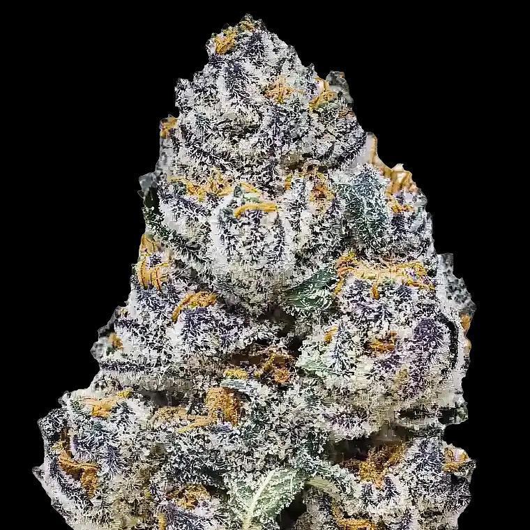 42 Fast Buds - Rainbow Melon (F)