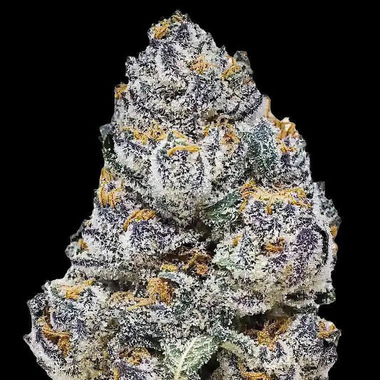 42 Fast Buds - Rainbow Melon (F)