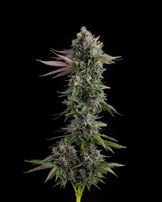 Compound Genetics - Puffinz