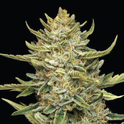 Humboldt -  California Sour Diesel
