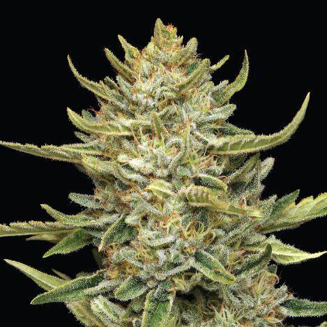 Humboldt -  California Sour Diesel