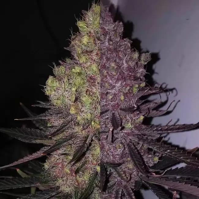 Ethos - TROP CHERRY DUET