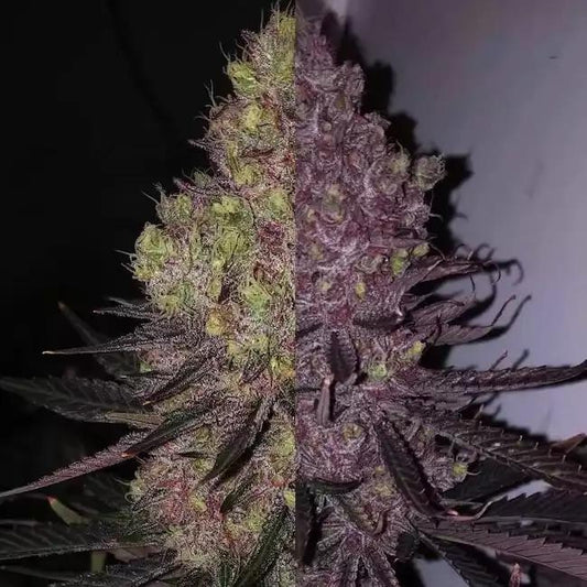 Ethos - TROP CHERRY DUET