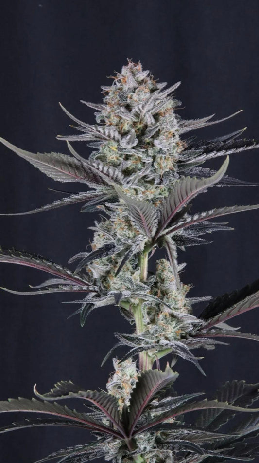 42 Fast Buds - Mendo Guava Auto