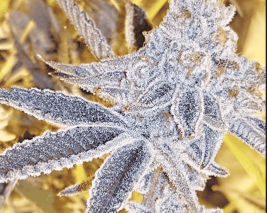 In House Genetics - Platinum Dosi