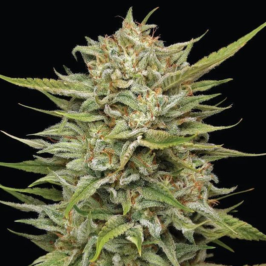 Humboldt - OG Kush