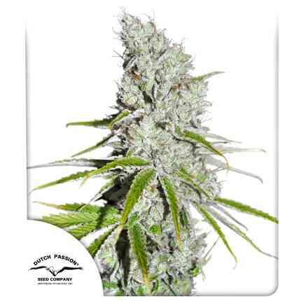 Dutch Passion - Cbd SkunkHaze