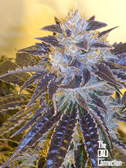 The Cali Connection -  Larry OG