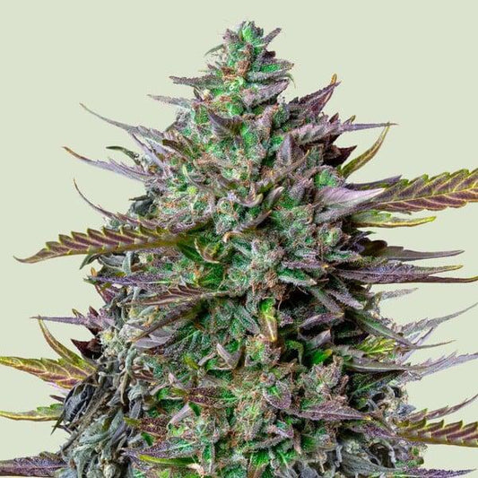 Royal Queen - Goat'lato