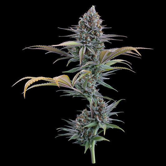 Brothers Grimm - Headband 99