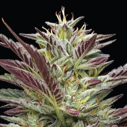 Humboldt -  Notorious THC