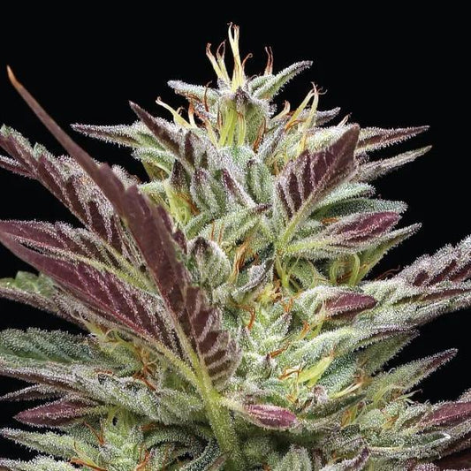 Humboldt -  Notorious THC