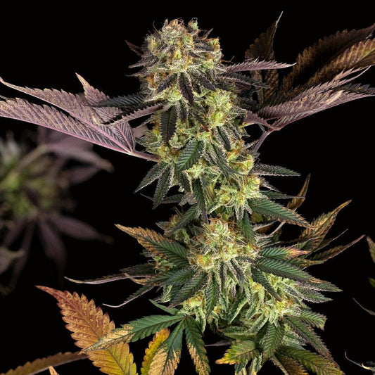 Dirty Bird - Brainstorm