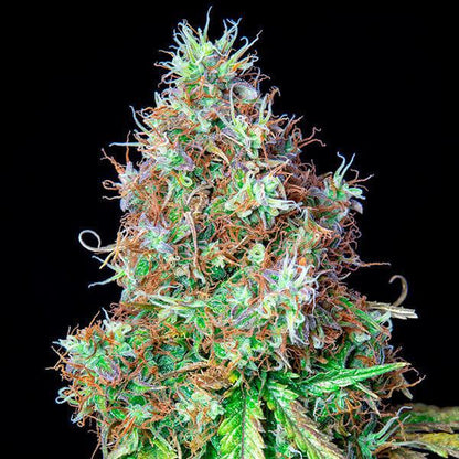 Royal Queen - Royal CBG Auto