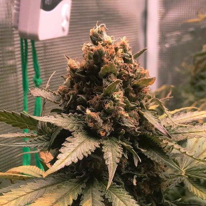 Royal Queen - Royal Cheese