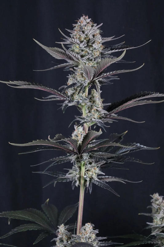 42 Fast buds - Mendo Guava