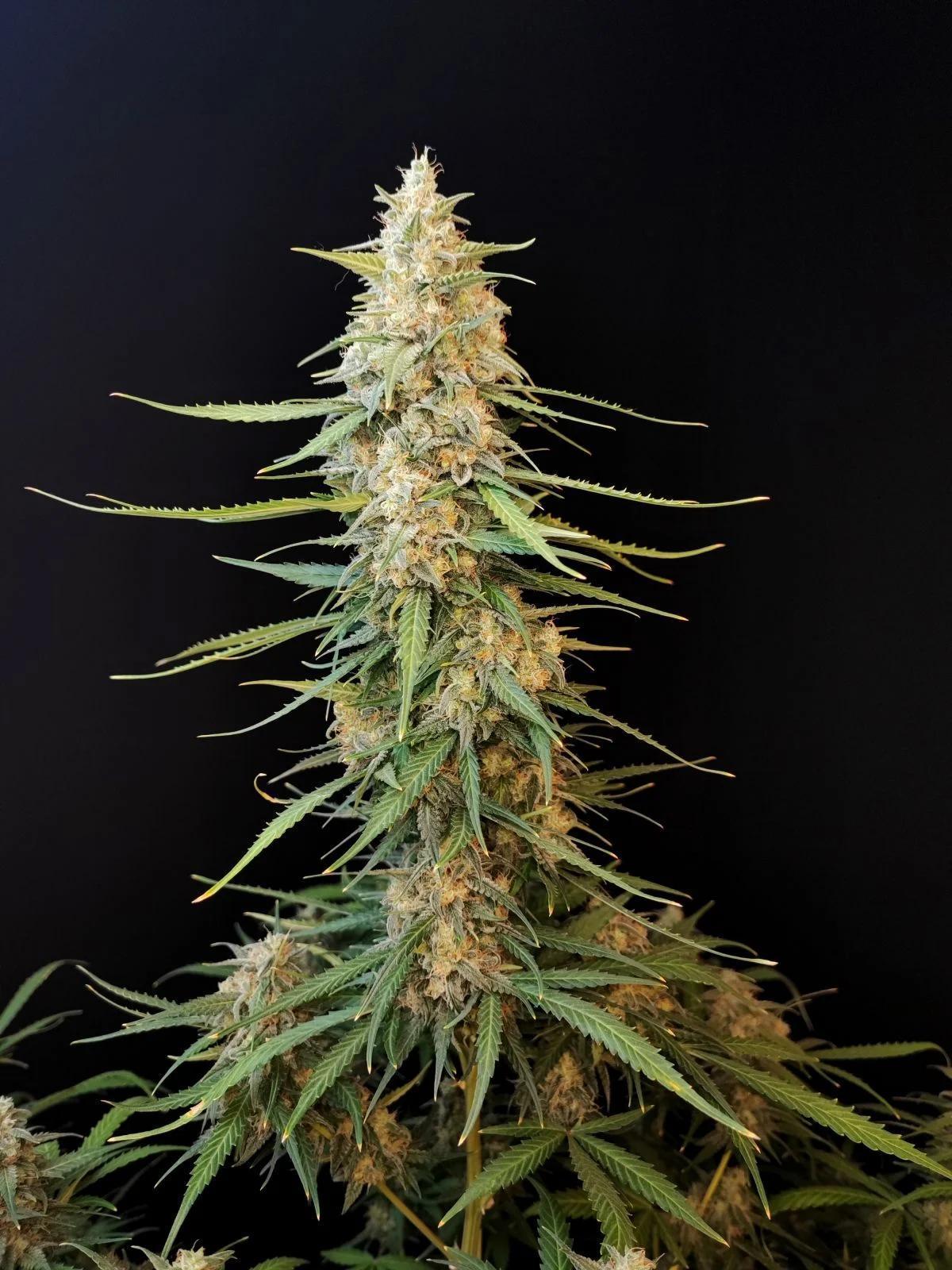 42 Fast Buds - Original Auto Sour Diesel