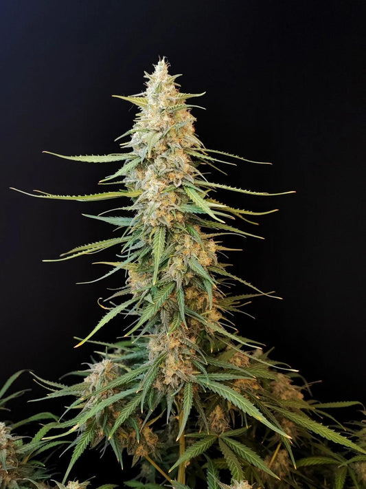42 Fast Buds - Original Auto Sour Diesel