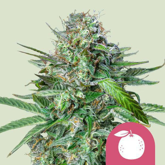 Royal Queen - Tangie