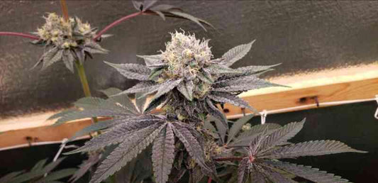 DOJO SEED CO.  - Pepper Jelly