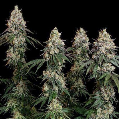 Royal Queen - Grape Ape