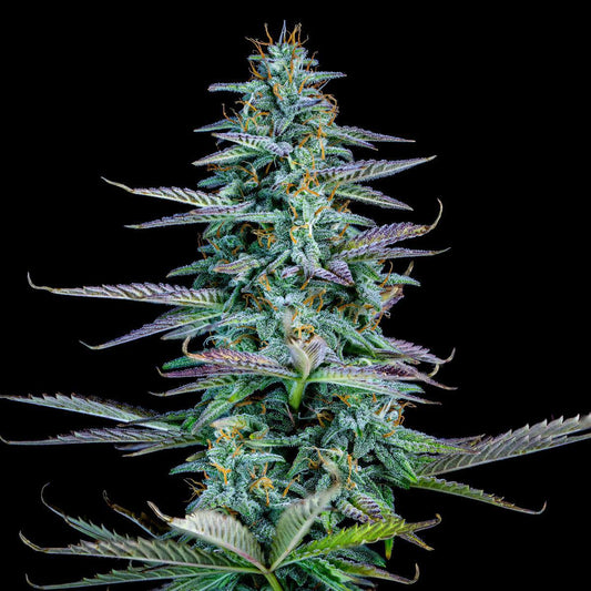 Mephisto - Strawberry Nuggets