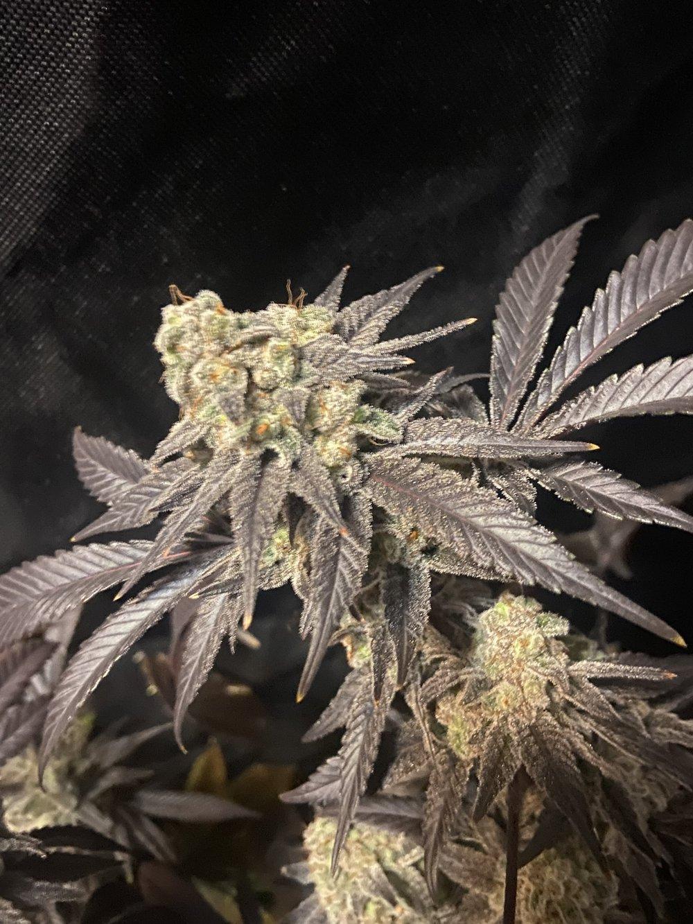 B.P. SEED CO - Platinum Echo