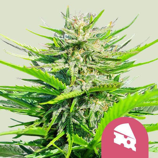 Royal Queen - Royal Cheese