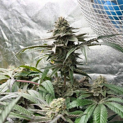 Royal Queen - Tropicana Cookies Purple