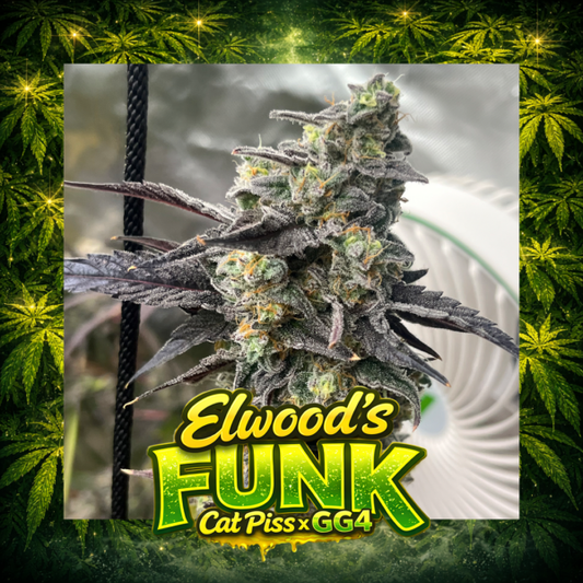 Elev8 - Elwoods Funk