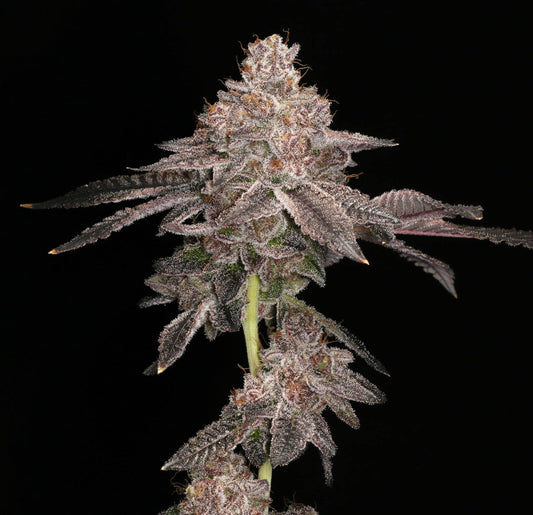 Elev8 Seeds - Prism Marker