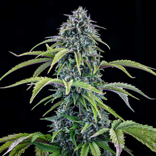 Mephisto - 24 Carat