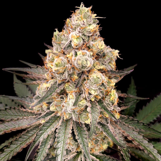 Elev8 Seeds - Johnny Apple Seed