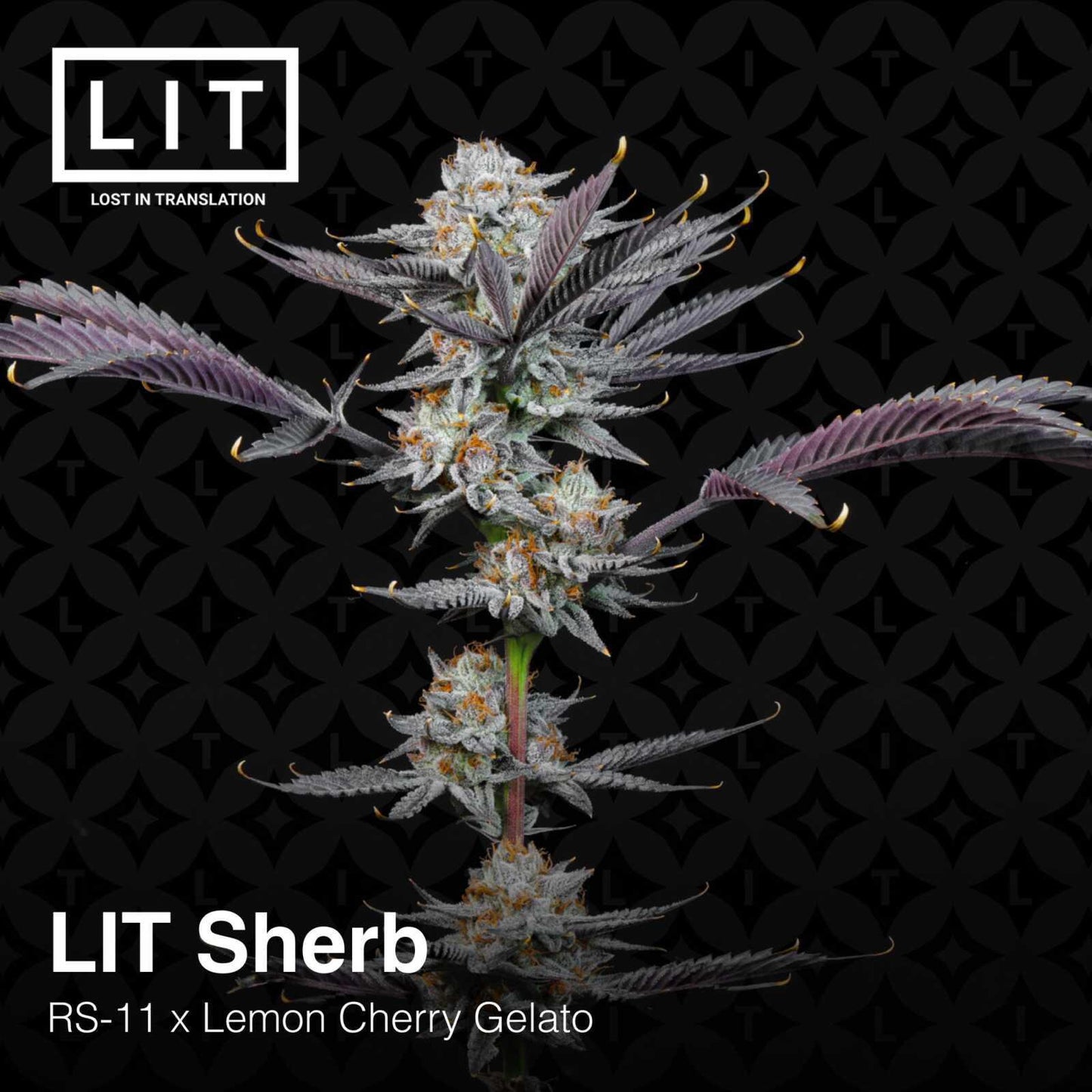 Lit Farms - Lit Sherb
