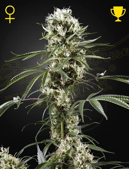 Green house Seed Co. - Super Lemon Haze