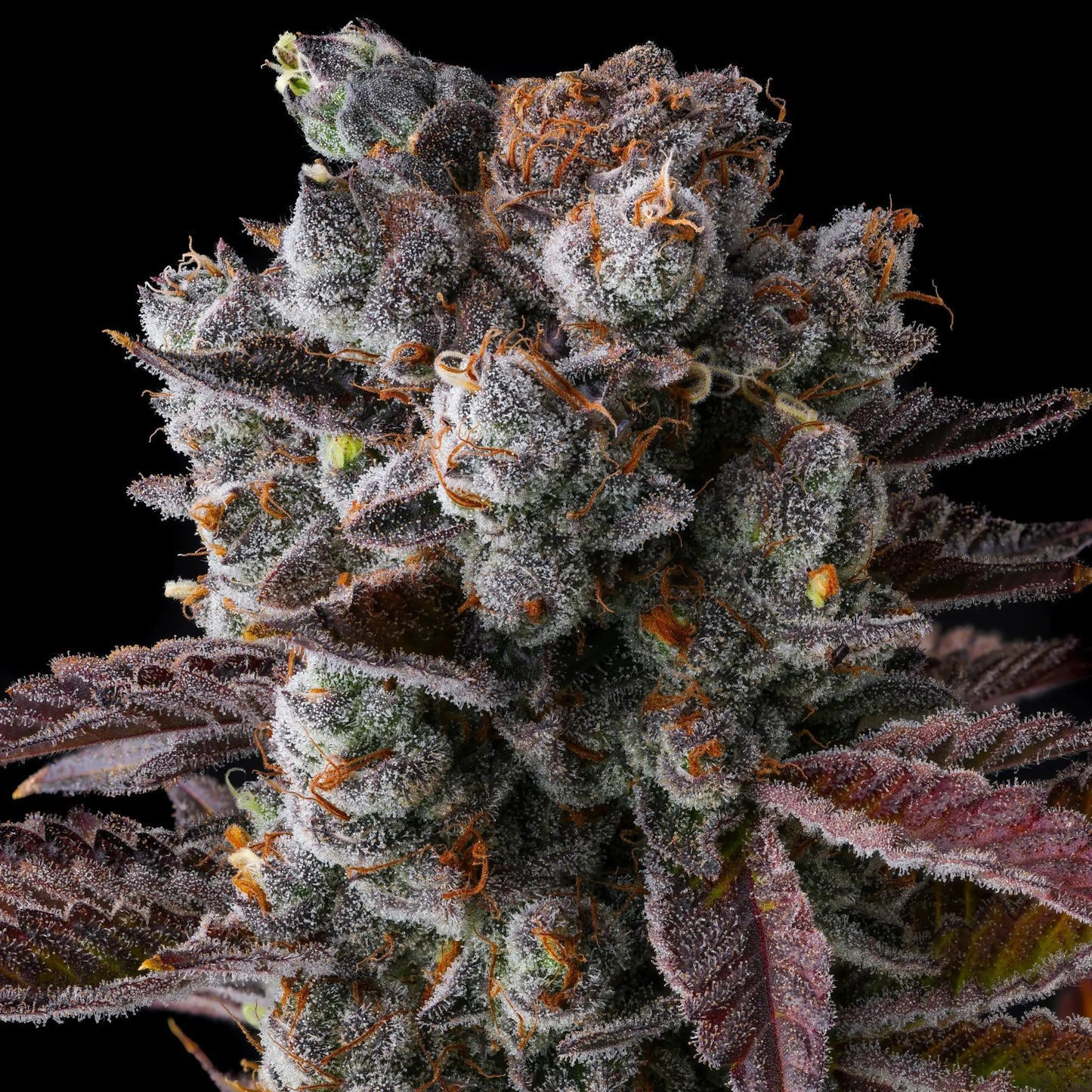 Compound Genetics - Dulce Dreams