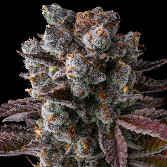 Compound Genetics - Dulce Dreams