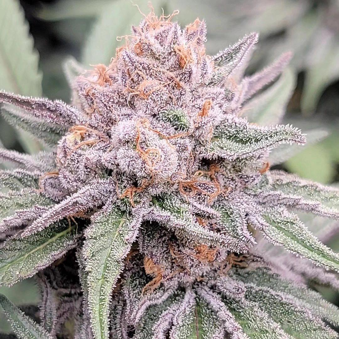 In House Genetics - Cosmic Zushi