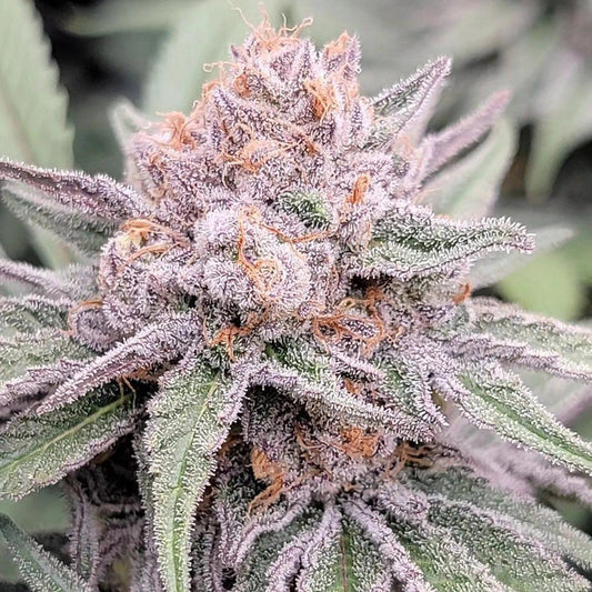In House Genetics - Cosmic Zushi