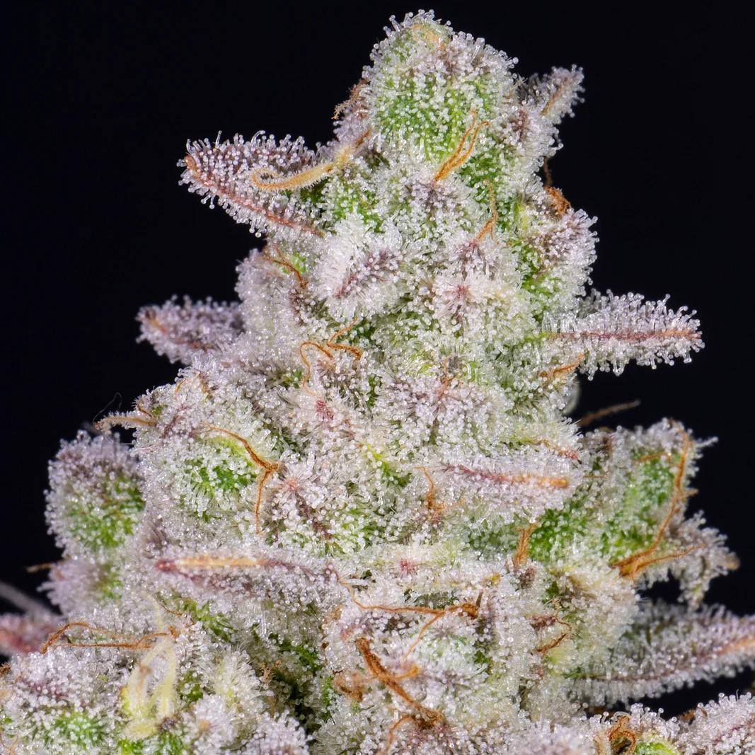 42 Fast Buds - Gorilla Cookies Auto