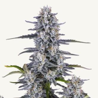 42 Fast Buds - Superboof