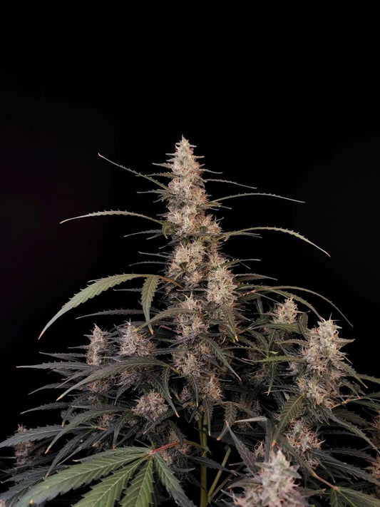 42 Fast Buds - Amnesia Haze