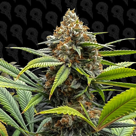 Dirty Bird - Durban Pie S1