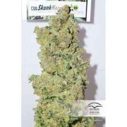 Dutch Passion - Cbd SkunkHaze