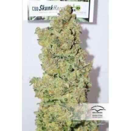 Dutch Passion - Cbd SkunkHaze